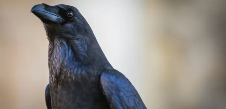 How to Make a Crow in Infinite Craft
