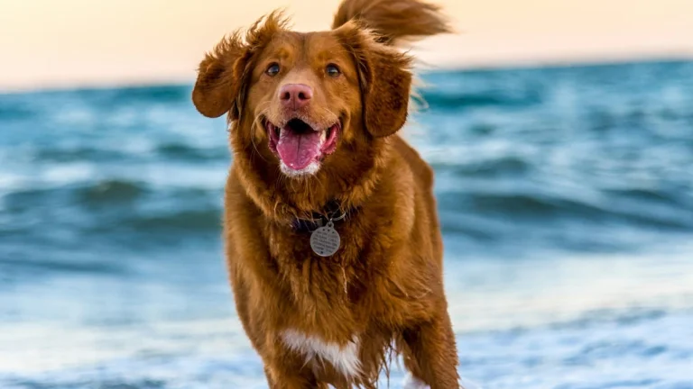 How to Make Dog in Infinite Craft