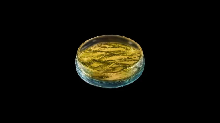 How to Get Artificial Biometal in The First Descendant